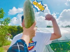 康乐网红吃瓜,揭秘网红们的幕后故事